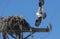 Urban Osprey Bird