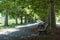 Urban park with green trees and wooden benches. Park alley