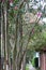 Urban pathway in Uptown New Orleans with beautiful vegetation