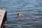 Urban pet dogs swim in the sea. Cute paws swim in the sea to cool off on a hot day.Dogs living in apartments