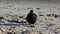 Urban pigeon Columba livia on the beach