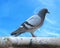 Urban pigeon Dove over blue sky