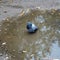 An urban pigeon in the middle of a puddle. Bird in the city