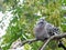 Urban pigeon and sparrow sit on one branch of lime on a blurred background of green foliage