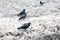 Urban pigeons on a dirty spring snow