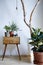 Urban plants in modern apartment sunny daylight individual design elements