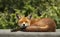 Urban red fox sleeping on the roof of a shed