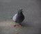 Urban rock pigeon on asphalt