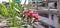 Urban rooftop garden producing oleander flowers