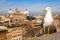 Urban seagull against the panorama of Rome