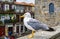 Urban seagull close up image