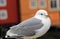 Urban seagull closeup