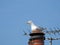 Urban seagull single bird roosting nest nesting seagulls birds aerial rooftop town city roof building tv heron gulls gull