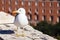 Urban seagull on wall of Castle St Angel in Rome