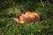 Urban sleeping fox on the grass