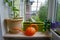 Urban small garden on the balcony. Plants in pots and containers and bright orange watering can