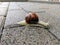 Urban snail running down the wet paving