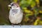 Urban sparrow on a background of green foliage