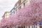 Urban spring landscape, a row of flowering plum fruit trees