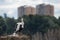 Urban Storks in the center of the city of Madrid in Spain