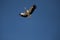 Urban Storks in the center of the city of Madrid in Spain