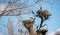 Urban Storks in the center of the city of Madrid in Spain