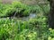 Urban stream in a South Dublin suburb