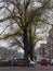 Urban tree in autumn along the canal in Amsterdam city