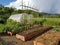 urban vegetable garden in beds with a greenhouse in the background. spring crops climbing green beans