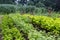 Urban vegetable garden growing herbs