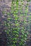 Urban Vertical Garden with Morning Glory Vines Climbing Up Blue String