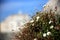 Urban wild daisies with white building in background