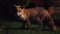 Urban wild fox on house lawn at night.