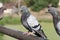 Urban wild pigeon