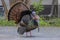 Urban wild turkey strutting down a driveway showing off it’s beautiful colours in springtime in Ottawa, Canada