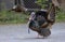 Urban wild turkey strutting down a driveway showing off it’s beautiful colours in springtime in Ottawa, Canada