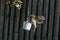 Urban wildlife as a robin flies towards a suet filled bird feeder