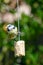 Urban wildlife bluetit Cyanistes caeruleus perched on a garden feeder with bird seed
