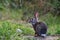 Urban wildlife Eastern Cottontail bunny rabbit