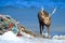 Urban wildlife, Hokkaido sika deer on the coast with dark blue sea, rope waste, animal with antlers in the nature and urban