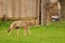 Urban wildlife a photograph of a coyote exploring a vacant lot