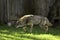 Urban wildlife a photograph of a coyote exploring a vacant lot