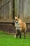 Urban wildlife photograph of a a red fox