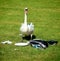 Urbanized swan looks for food