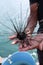 Urchin on hand of diver from southern