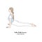 Urdhva Mukha Svanasana or Upward Facing Dog. Vector