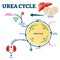 Urea cycle vector illustration. Labeled educational ornithine explanation.