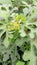 Urena lobata congo jute plant close up