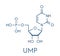 Uridine monophosphate UMP, uridylic acid nucleotide molecule. Building block of RNA. Skeletal formula.