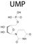 Uridine monophosphate or UMP, uridylic acid, nucleotide molecule. Building block of RNA. Skeletal formula.